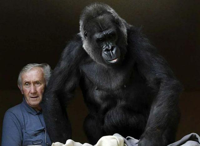 黑猩猩会变成人吗为什么