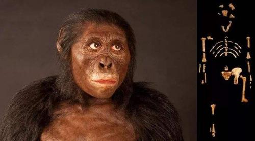 黑猩猩会变成人类吗